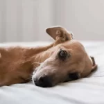 Mujer mete a un perrito en una bolsa con cloro, provoca su muerte y actúa como si nada en Nuevo León
